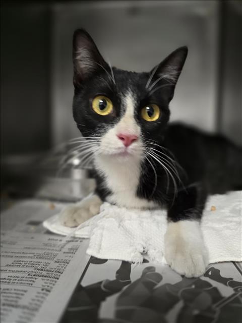 Shelter Stray Female Cat last seen , West Valley Animal Shelter, 20655 Plummer St, Chatsworth, CA 91311, USA