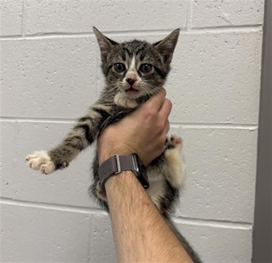 Shelter Stray Male Cat last seen Near, 5001 E Raymond St, Indianapolis, IN 46203, USA