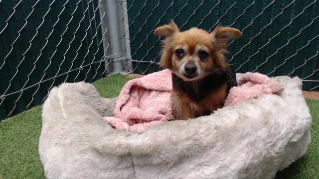 Shelter Stray Female Dog last seen , 11258 Garfield Ave, Downey, CA 90242, USA