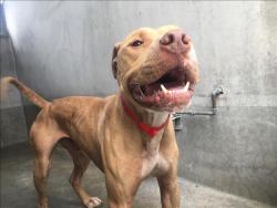 Shelter Stray Male Dog last seen , 1850 W 60th St, Los Angeles, CA 90047, USA