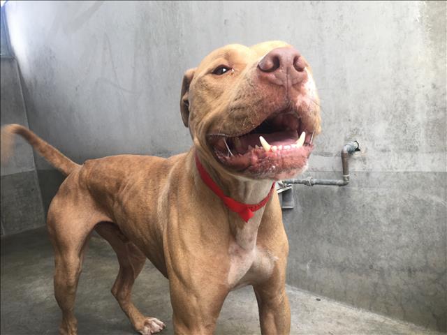 Shelter Stray Male Dog last seen , 1850 W 60th St, Los Angeles, CA 90047, USA