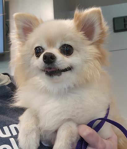 Shelter Stray Female Dog last seen ALAMEDA & POTOMAC, 2080 S Quebec St, Denver, CO 80231, USA
