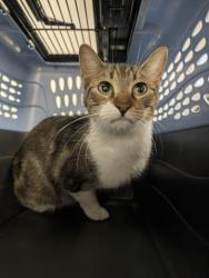 Shelter Stray Female Cat last seen Near BLOCK IRONSTONE WAY, PARKER CO 80134, 2080 S Quebec St, Denver, CO 80231, USA