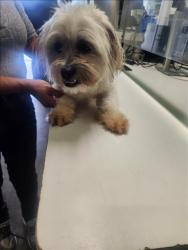 Shelter Stray Male Dog last seen , 1850 W 60th St, Los Angeles, CA 90047, USA