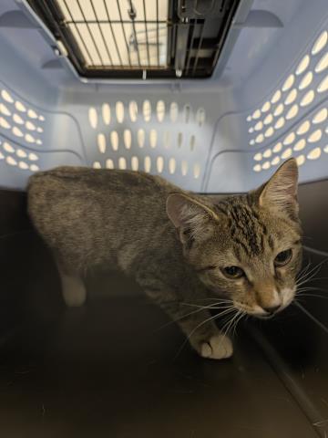 Shelter Stray Male Cat last seen Near BLOCK IRONSTONE WAY, PARKER CO 80134, 2080 S Quebec St, Denver, CO 80231, USA