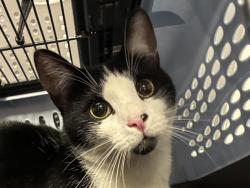 Shelter Stray Male Cat last seen E FLORIDA AVE + S BELLER ST, 2080 S Quebec St, Denver, CO 80231, USA
