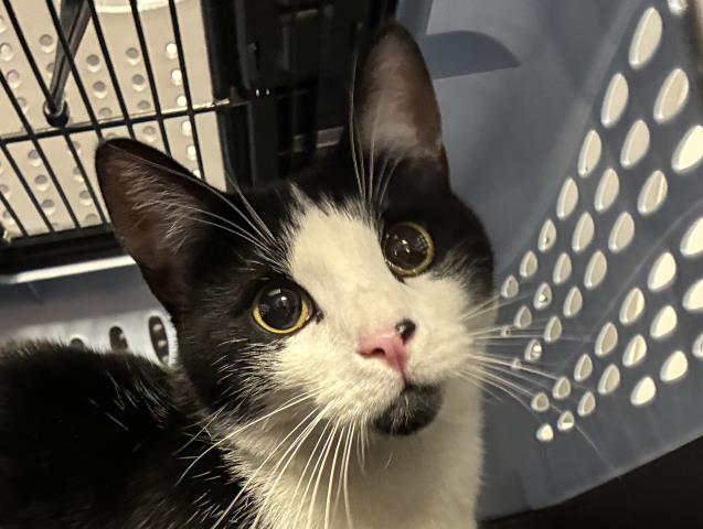 Shelter Stray Male Cat last seen E FLORIDA AVE + S BELLER ST, 2080 S Quebec St, Denver, CO 80231, USA