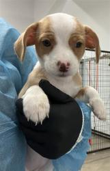 Shelter Stray Female Dog last seen Near BLOCK E FOUNTAIN WAY, FRESNO CA 93704 4851, 5277 E Airways Blvd, Fresno, CA 93727, USA