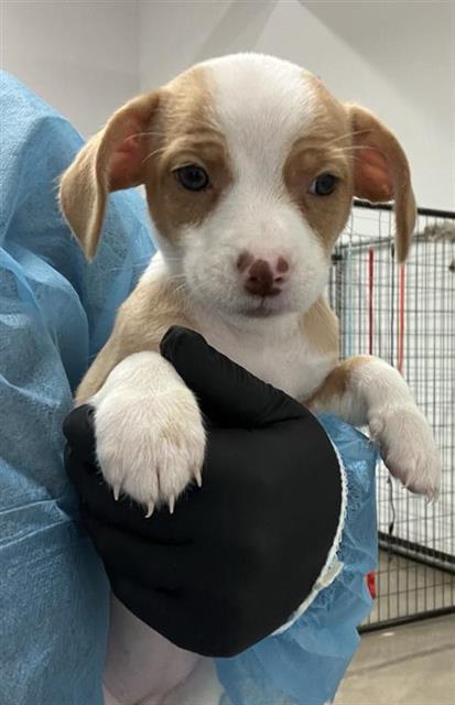 Shelter Stray Female Dog last seen Near BLOCK E FOUNTAIN WAY, FRESNO CA 93704 4851, 5277 E Airways Blvd, Fresno, CA 93727, USA