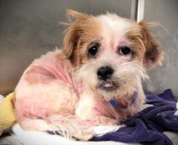 Shelter Stray Female Dog last seen , 1850 W 60th St, Los Angeles, CA 90047, USA