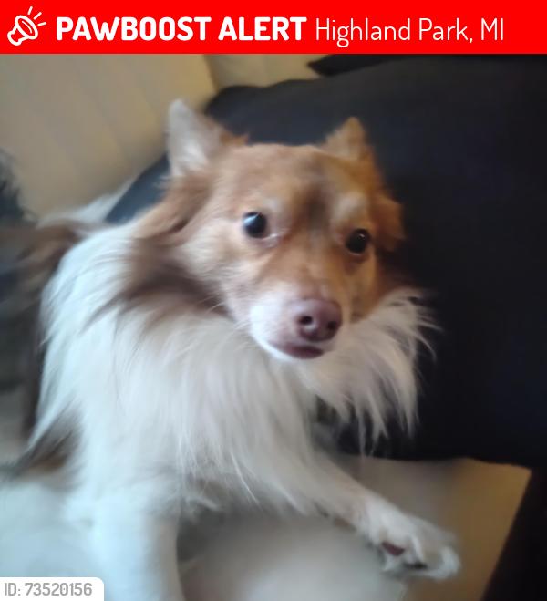 Lost Male Dog last seen Russell, Hawthorne, 7 mile, Highland Park, MI 48203