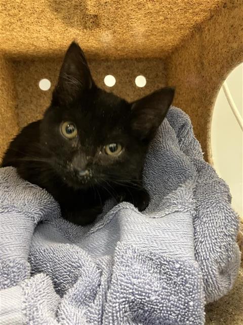 Shelter Stray Female Cat last seen Near BLOCK S MARTHA AVE, FRESNO CA 93725 0926, 5277 E Airways Blvd, Fresno, CA 93727, USA