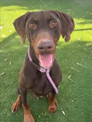 Shelter Stray Male Dog last seen , 1850 W 60th St, Los Angeles, CA 90047, USA