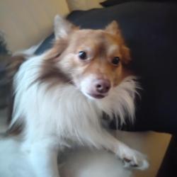 Lost Male Dog last seen Russell, Hawthorne, 7 mile, Highland Park, MI 48203