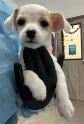 Shelter Stray Female Dog last seen Near BLOCK E FOUNTAIN WAY, FRESNO CA 93704 4851, 5277 E Airways Blvd, Fresno, CA 93727, USA