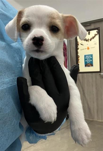 Shelter Stray Female Dog last seen Near BLOCK E FOUNTAIN WAY, FRESNO CA 93704 4851, 5277 E Airways Blvd, Fresno, CA 93727, USA