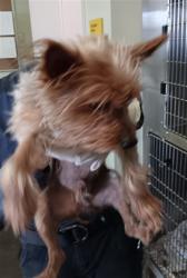 Shelter Stray Male Dog last seen , 1850 W 60th St, Los Angeles, CA 90047, USA