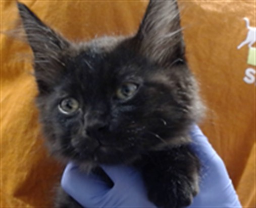 Shelter Stray Male Cat last seen SUNSET PARKING LOT LAKE MERCED, 1419 Bryant St, San Francisco, CA 94103, USA