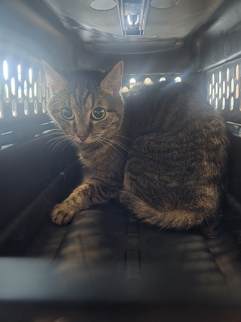 Shelter Stray Unknown Cat last seen BRYAN AVE/RUBICON, 92602, 6443 Oak Canyon, Irvine, CA 92618, USA