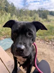 Shelter Stray Female Dog last seen CHARLOTTE, 8315 Byrum Dr, Charlotte, NC 28217, USA