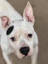 Shelter Stray Male Dog last seen HUNTERSVILLE, 8315 Byrum Dr, Charlotte, NC 28217, USA