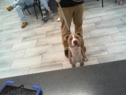 Shelter Stray Male Dog last seen CHARLOTTE, 8315 Byrum Dr, Charlotte, NC 28217, USA