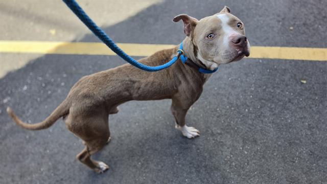 Shelter Stray Male Dog last seen CHARLOTTE, 8315 Byrum Dr, Charlotte, NC 28217, USA