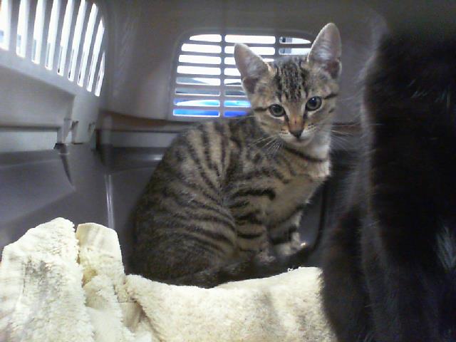 Shelter Stray Female Cat last seen CHARLOTTE, 8315 Byrum Dr, Charlotte, NC 28217, USA