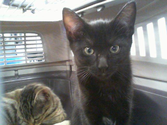Shelter Stray Female Cat last seen CHARLOTTE, 8315 Byrum Dr, Charlotte, NC 28217, USA