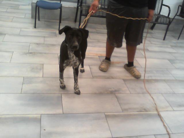 Shelter Stray Male Dog last seen CHARLOTTE, 8315 Byrum Dr, Charlotte, NC 28217, USA