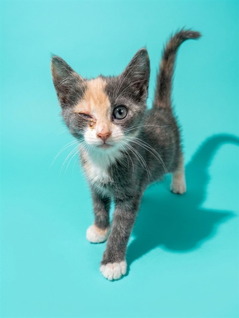 Shelter Stray Female Cat last seen Near BLOCK RODNEY LANE, 2020 Forest St, Jacksonville, FL 32204, USA