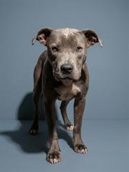Shelter Stray Male Dog last seen Near BLOCK ACORN ST, 2020 Forest St, Jacksonville, FL 32204, USA