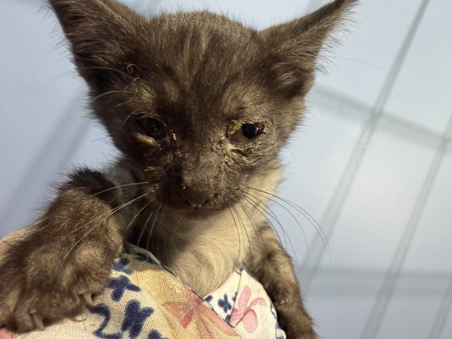 Shelter Stray Male Cat last seen BASELINE ST X N H ST, 333 Chandler Pl, San Bernardino, CA 92408, USA