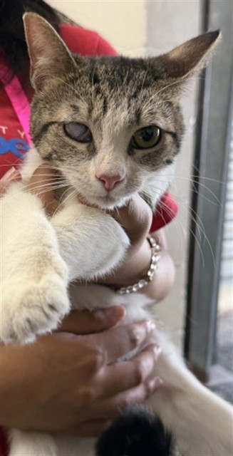 Shelter Stray Female Cat last seen 9TH ST X N D ST, 333 Chandler Pl, San Bernardino, CA 92408, USA