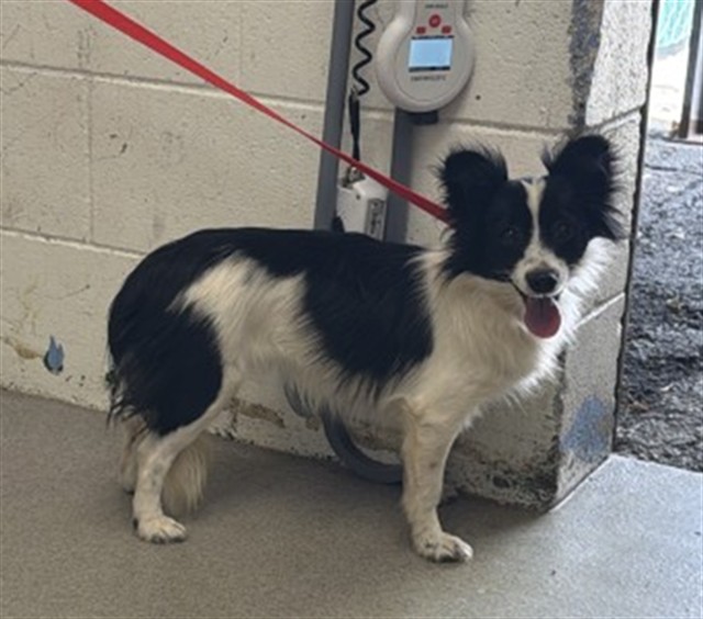 Shelter Stray Female Dog last seen STERLING AND 5TH, 333 Chandler Pl, San Bernardino, CA 92408, USA