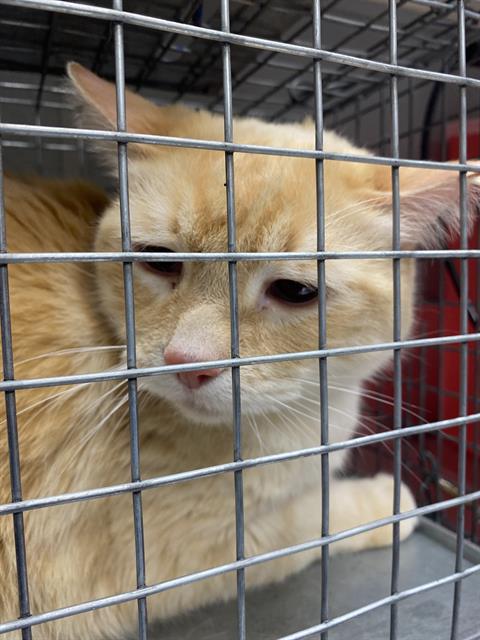 Shelter Stray Male Cat last seen Near BLOCK N BLK OF RANCHO DR, 655 N Mojave Rd, Las Vegas, NV 89101, USA