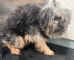 Shelter Stray Male Dog last seen , 5210 W Ave I, Lancaster, CA 93536, USA