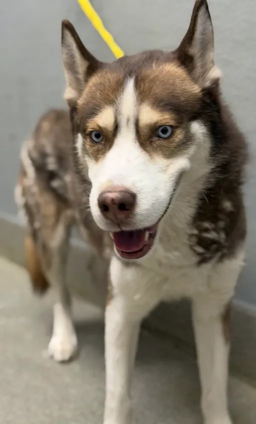 Shelter Stray Male Dog last seen Near BLOCK BALZAR AVE, LAS VEGAS NV 89106, 655 N Mojave Rd, Las Vegas, NV 89101, USA