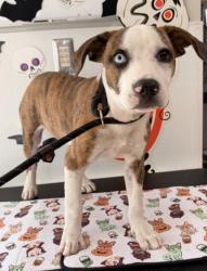 Shelter Stray Male Dog last seen , 957 N Gaffey St, San Pedro, CA 90731, USA