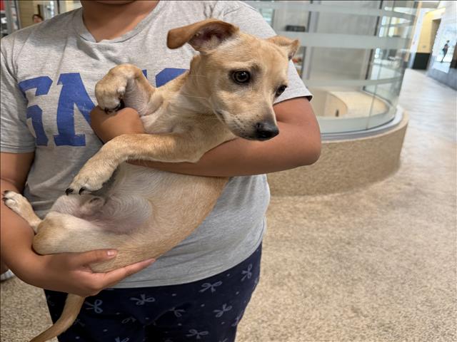 Shelter Stray Male Dog last seen , 3201 Lacy St, Los Angeles, CA 90031, USA