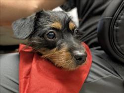 Shelter Stray Female Dog last seen Near BLOCK E SAHARA AVE, LAS VEGAS NV 89104, 655 N Mojave Rd, Las Vegas, NV 89101, USA