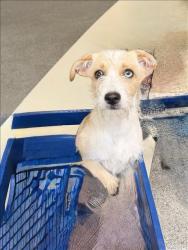 Shelter Stray Female Dog last seen , 3201 Lacy St, Los Angeles, CA 90031, USA