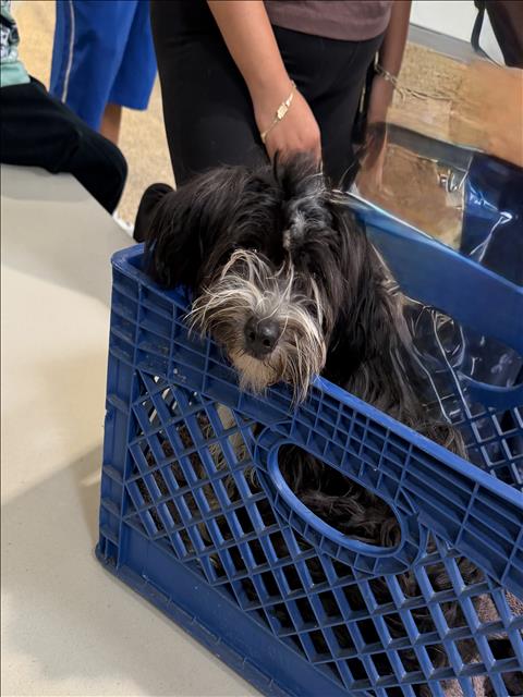 Shelter Stray Unknown Dog last seen , 3201 Lacy St, Los Angeles, CA 90031, USA