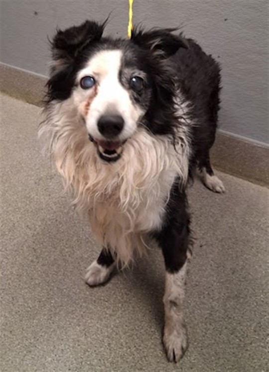 Shelter Stray Male Dog last seen S SLOAN LN & E CHARLESTON BLVD, 655 N Mojave Rd, Las Vegas, NV 89101, USA