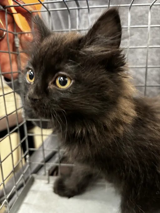 Shelter Stray Female Cat last seen Near BLOCK RIGGS CIR BLOCK, 655 N Mojave Rd, Las Vegas, NV 89101, USA