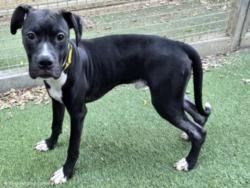 Shelter Stray Male Dog last seen , 14409 Vanowen St, Van Nuys, CA 91405, USA