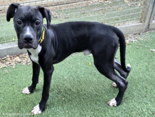 Shelter Stray Male Dog last seen , 14409 Vanowen St, Van Nuys, CA 91405, USA