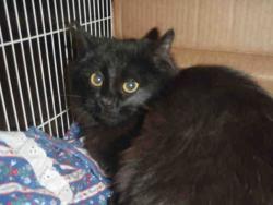 Shelter Stray Female Cat last seen , 14409 Vanowen St, Van Nuys, CA 91405, USA