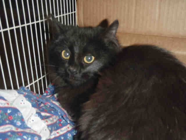 Shelter Stray Female Cat last seen , 14409 Vanowen St, Van Nuys, CA 91405, USA