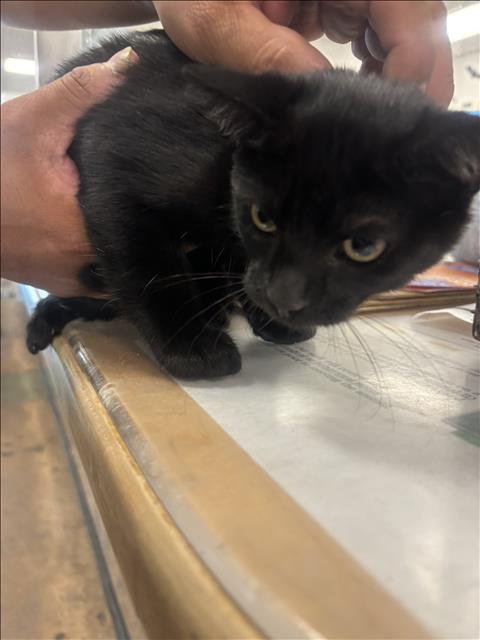Shelter Stray Female Cat last seen , 14409 Vanowen St, Van Nuys, CA 91405, USA